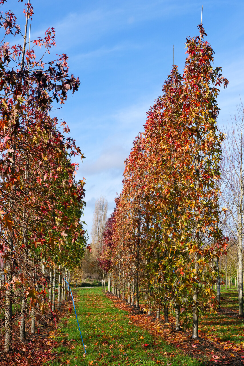 Liquidambar styraciflua 'Slender Silhouette' | Liquidambar